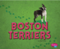 Boston Terriers (Pebble Plus: Tiny Dogs)