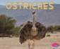 Ostriches (Meet Desert Animals)