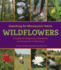 Searching for Minnesota's Native Wildflowers: a Guide for Beginners, Botanists, and Everyone in Between
