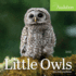 Audubon Little Owls Mini Wall Calendar 2024: a Year of Fluffy and Round Owls Workman Calendars and National Audubon Society