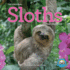 Original Sloths 2024 Calendar: the Ultimate Experts at Slowing Down