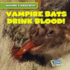 Vampire Bats Drink Blood! (Natures Grossest)