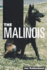 The Malinois