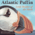 Atlantic Puffin