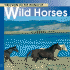 Welcome to the World of Wild Horses (Welcome to the World Series)