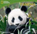 Pandas: All the Latest Facts From the Field With National Geographic Explorer Mark Brody