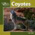 Coyotes (Our Wild World)