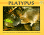 Platypus (Mondo Animals)