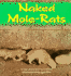 Naked Mole-Rats (a Carolrhoda Nature Watch Book)