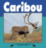 Caribou