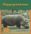 Hippopotamus