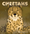 Cheetahs (the Wildlife Library)