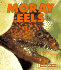 Moray Eels