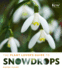 The Plant Lover's Guide to Snowdrops (the Plant Lover's Guides)
