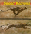 Speed Demons (Weird and Wonderful Animals)