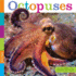 Octopuses