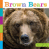 Brown Bears (Seedlings)