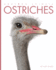 Amazing Animals-Classic Edition: Ostriches Hardcover