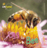 Egg to Bee (Lifecycles)