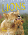 Lions (Animal Lives)