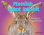 Flemish Giant Rabbit