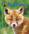 Red Foxes (Wild Canine Pups)