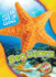 Sea Stars (Ocean Life Up Close)