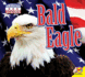 Bald Eagle (American Icons)