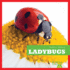 Ladybugs (Bullfrog Books: Insect World)