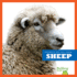 Sheep (Bullfrog Books: Animals on the Farm)