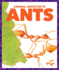 Ants (Pogo: Animal Architects)