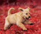 Just Puppies (Deluxe Edition)