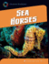 Sea Horses (21st Century Skills Library: Exploring Our Oceans)