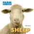 Sheep (Farm Animals)