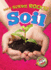 Soil