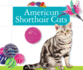 American Shorthair Cats (Domestic Cats)