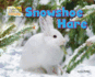 Snowshoe Hare (Arctic Animals: Life Outside the Igloo)