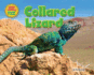 Collared Lizard (Desert Animals Searchin' for Shade)