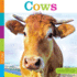 Seedlings: Cows