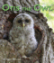 Otis the Owl (Arbordale Collection)