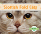 Scottish Fold Cats