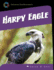 Harpy Eagle (21st Century Skills Library: Exploring Our Rainforests)