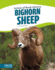Bighorn Sheep (Animals of North America) (Focus Readers: Animals of North America: Beacon Level)