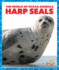 Harp Seals (World of Ocean Animals)