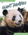 Giant Pandas