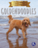 Goldendoodles (Top Doodle Dog Breeds)