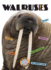 Walruses (X-Books: Marine Mammals)