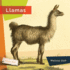 Llamas (Living Wild)