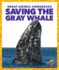 Saving the Gray Whale (Pogo: Great Animal Comebacks)