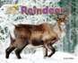 Reindeer (Arctic Animals: Life Outside the Igloo)